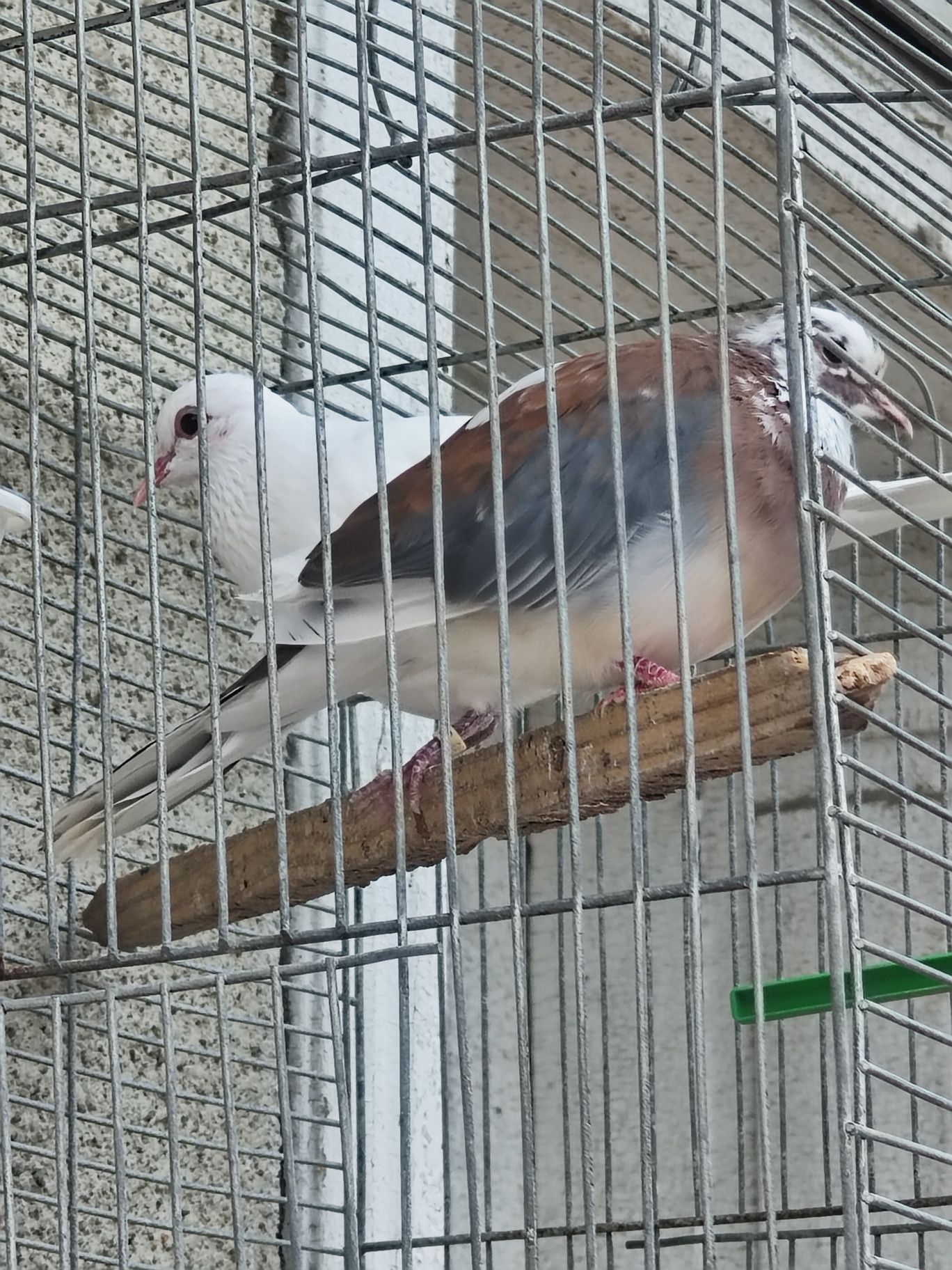 Turturele Senega lsi tekel