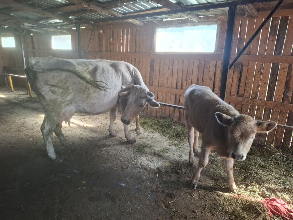 Vând vaca fatata