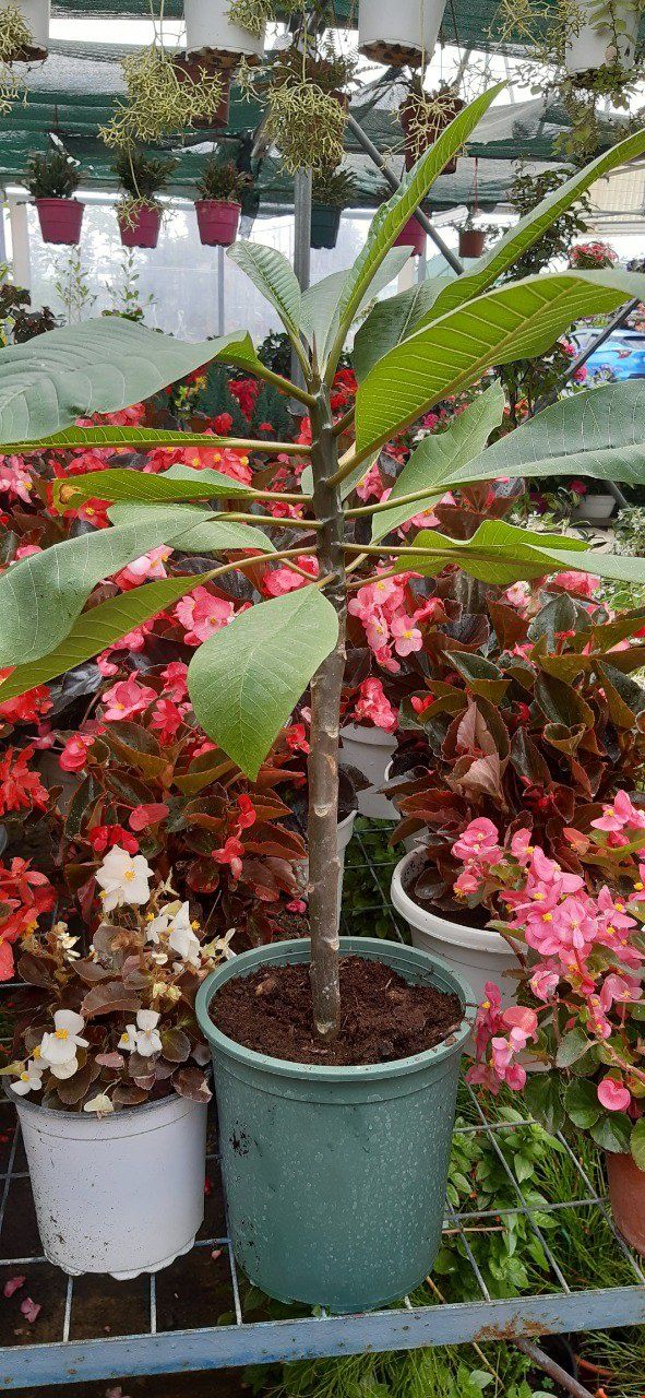 Planta Plumeria Frangipani Rubra