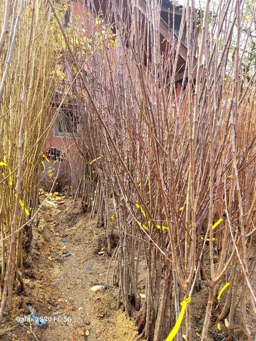 Pruni Top hit  Top taste si alte soiuri ,anul 3 coroana formata la ofe