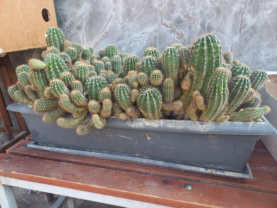 Кактусы цветущие