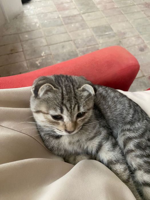 Шотландская вислоухая кошка (котенок)