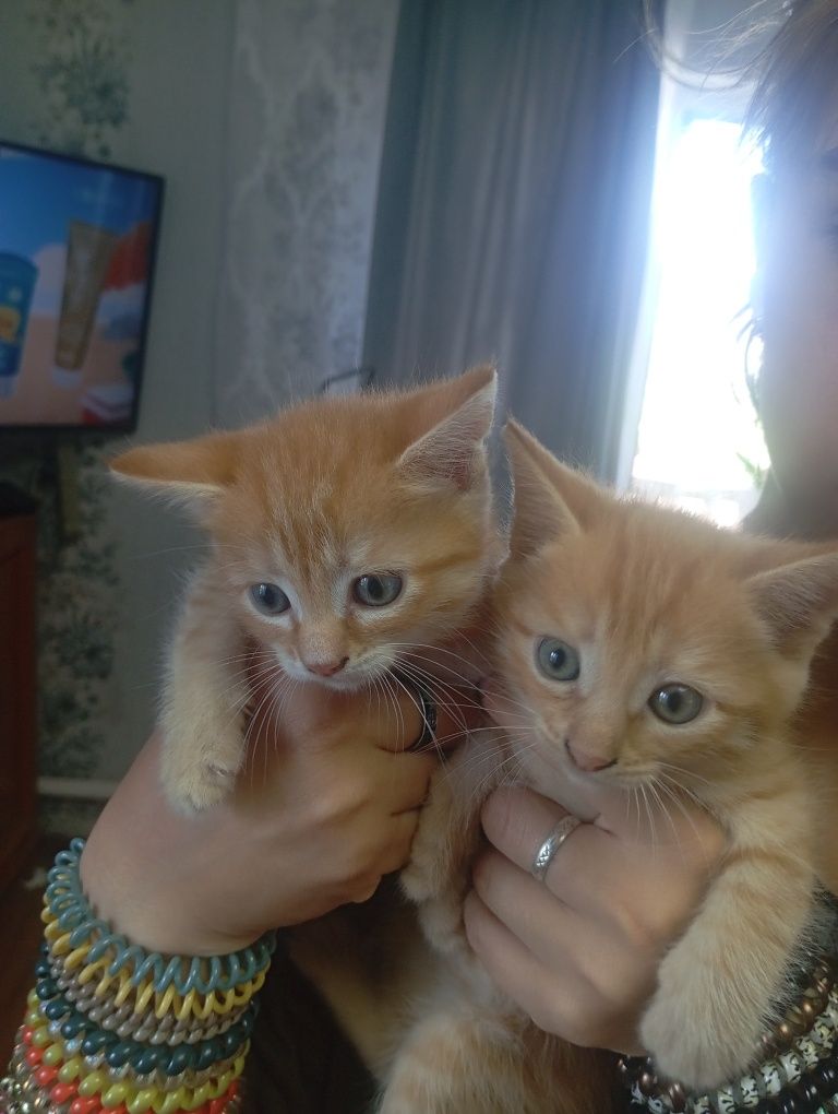 Отдам котят в добрые руки