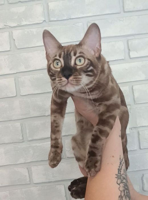 Бенгальские котята