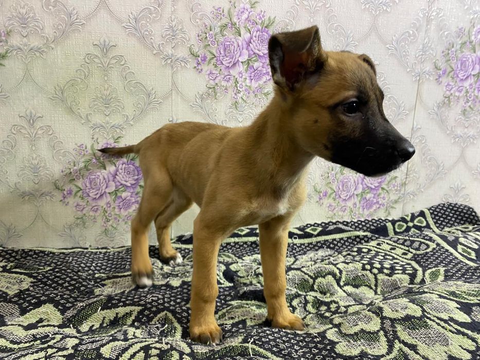 Отдам щенков в добрые руки