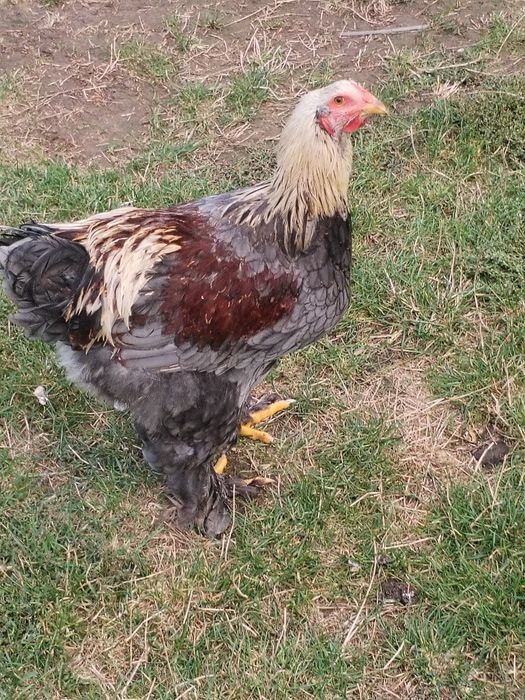 Vând cocoși tineri brahman