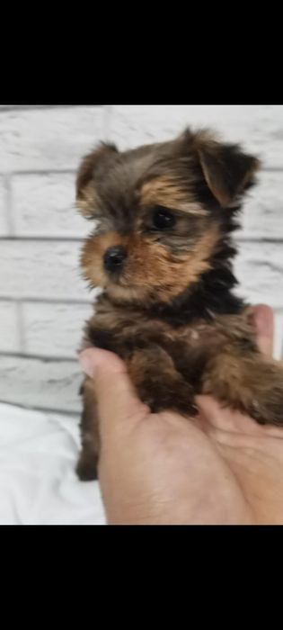 Yorkshire Terrier - baiat