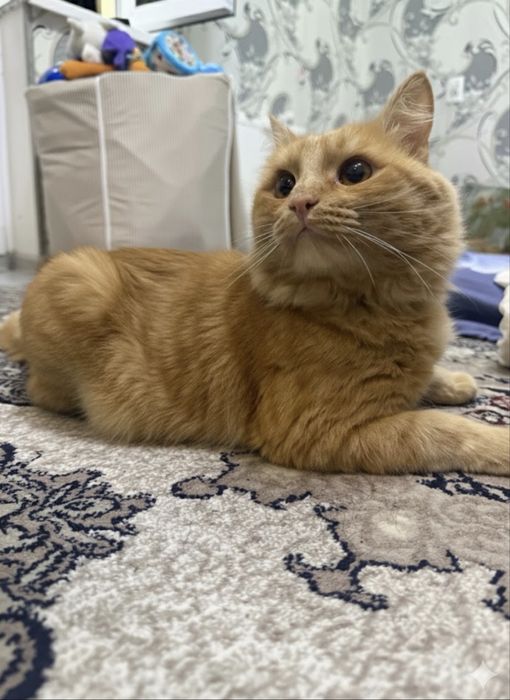 Отдам кота даром