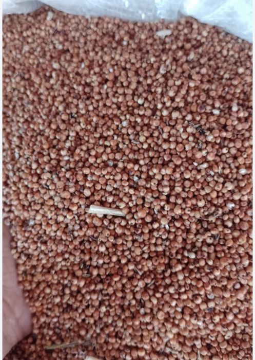 Amestec cereale pentru porumbei,păsări,din 8 semințe