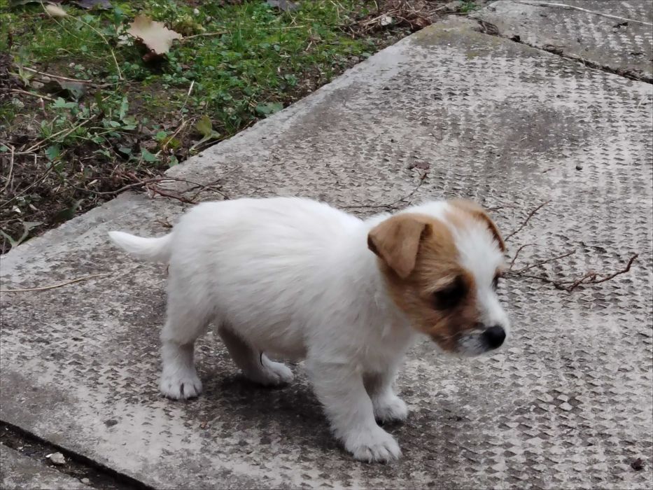 Vand căței rasa Jack Russel terrier