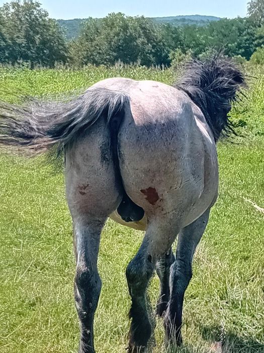 Cal semi greu de vanzare