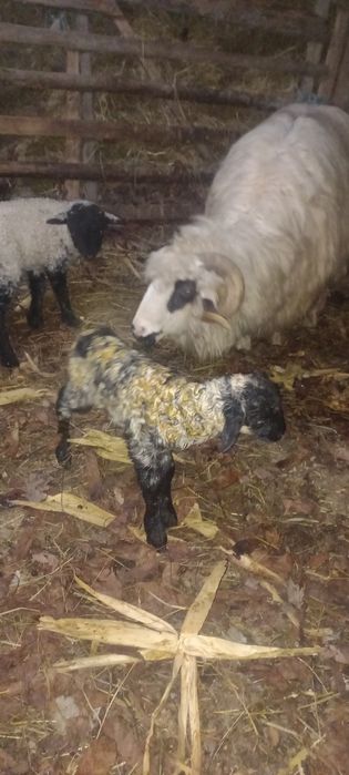 Vând două oi fătate