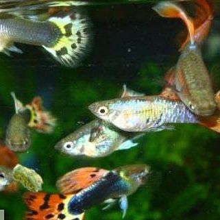 Гуппи . Навои Торайгырова