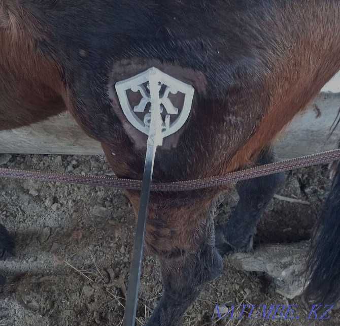 АЗОТпен ТАҢБА басу. Жарақатсыз, ауыртусыз.