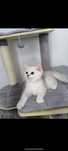 Motanel British shorthair