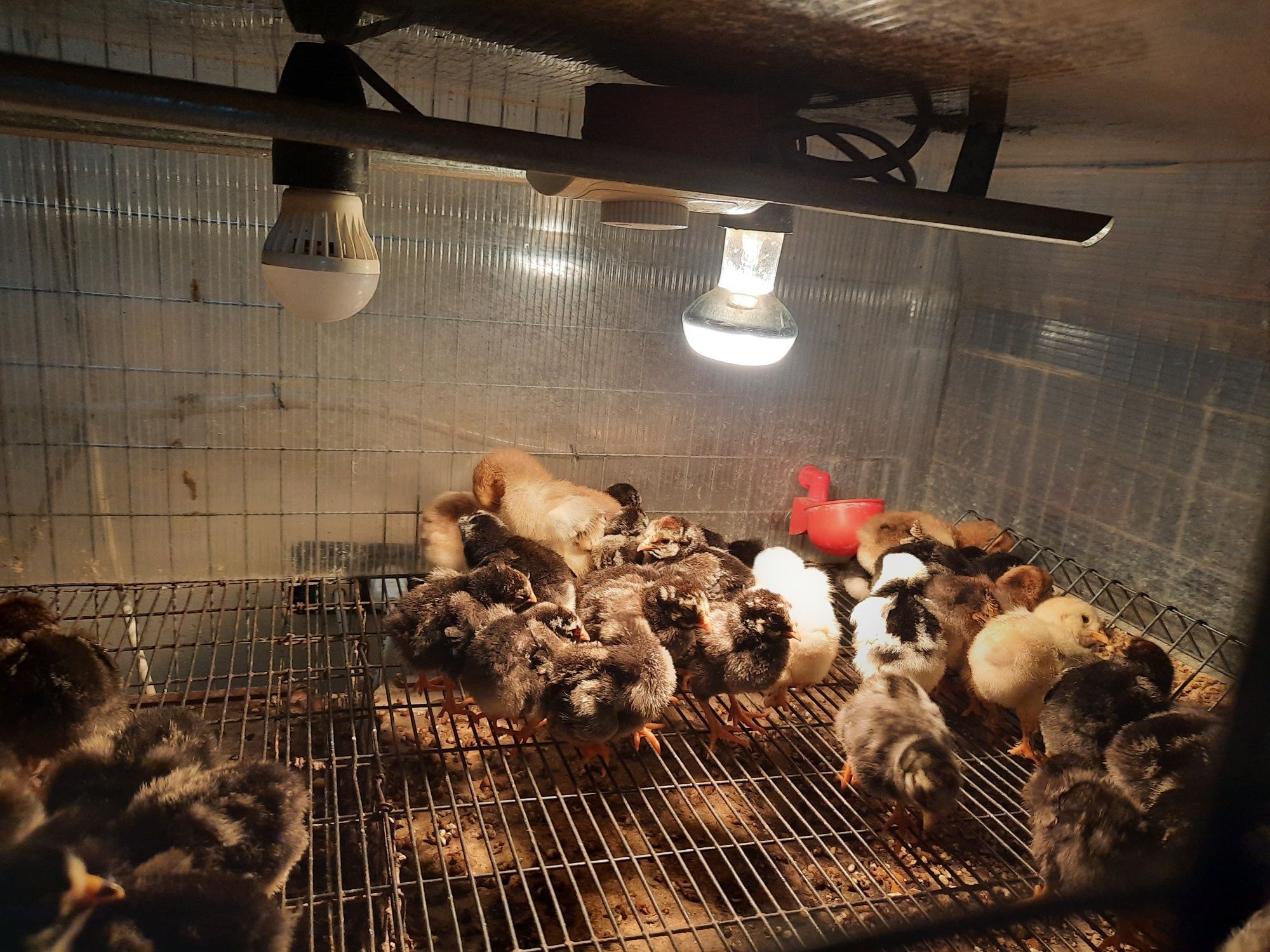 Ouă de la găini wiandotte de vînzare