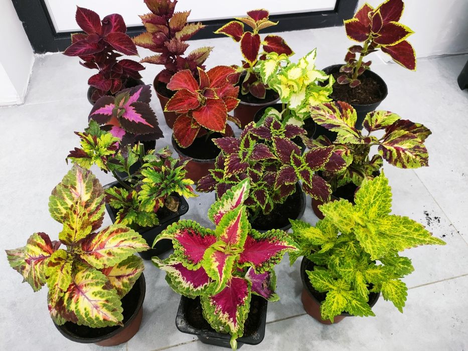 Сортовые колеусы. Доставка