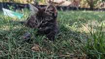 Donez doi pisoi spre adopție