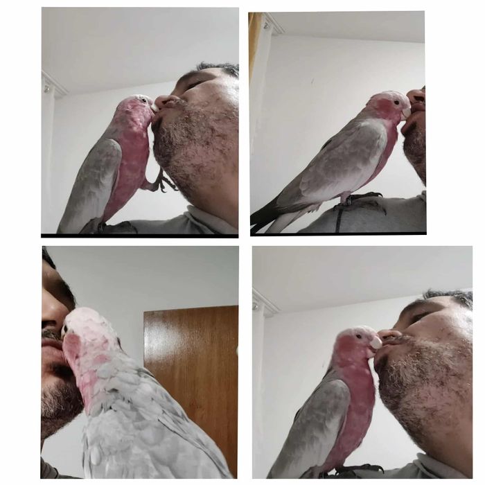 Vând Micul Alexandru și Marele Alexandru Roza Kakadu