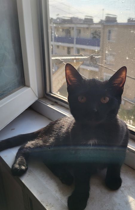 Кошка котёнок отдам хорошие руки