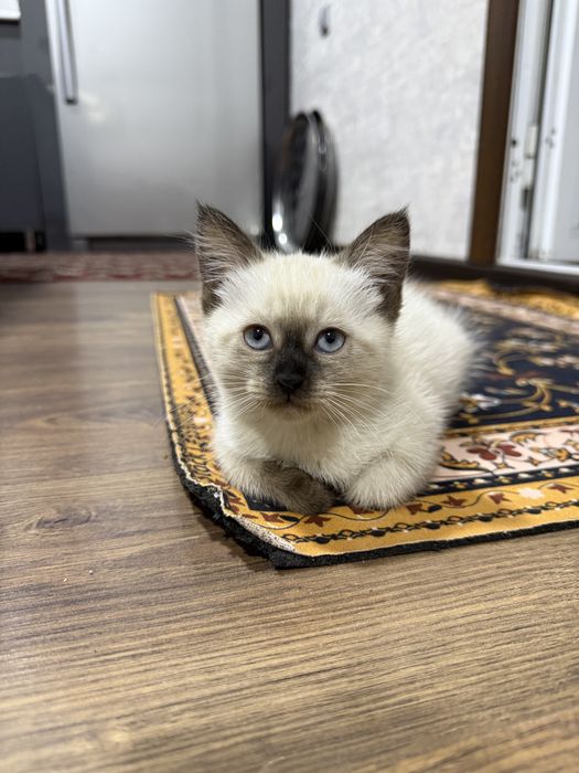 Siam mushukcha 1 qizaloq (сиамский котенок) Termiz