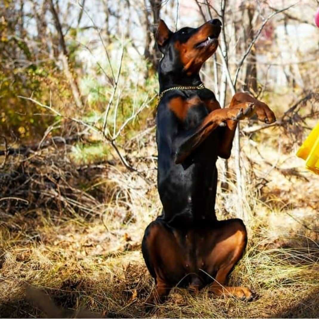 Доберман-фотомодель       .