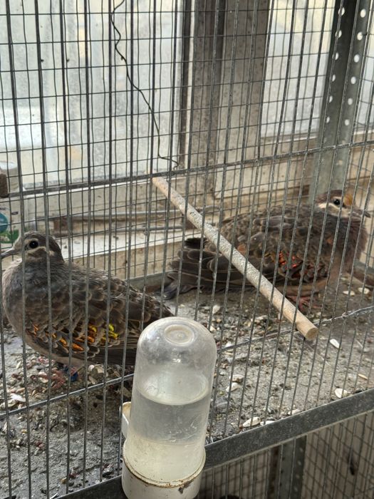 Turturele razatoare si aripa de bronz