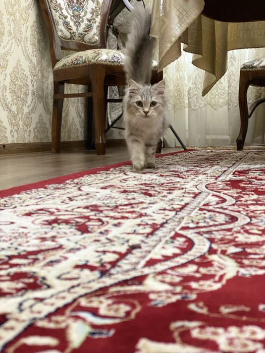 Кошка британская длинношерстная, цена договорная