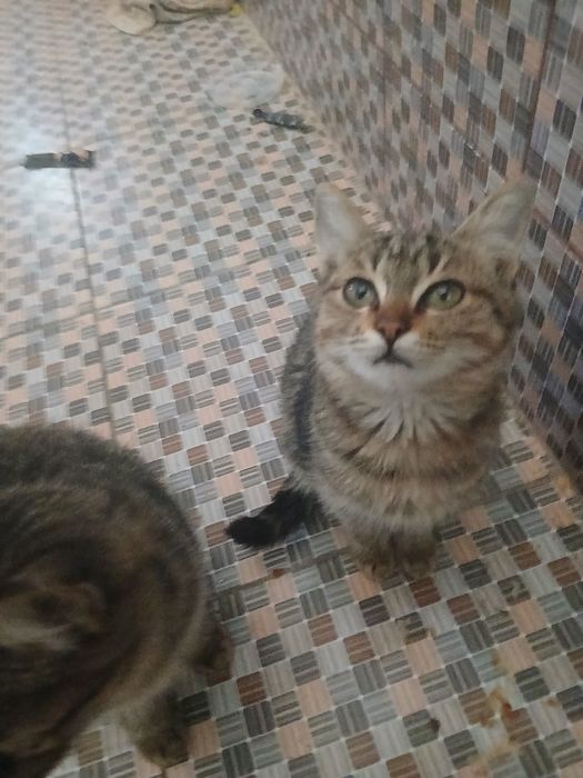 Mushuk bervoramiz bepulga