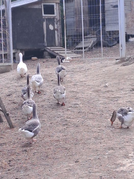 Gaste românești tinere