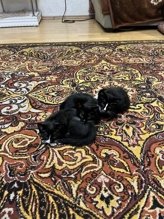 Котята два мальчика одна девочка.