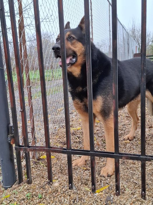 Se donează câine lup