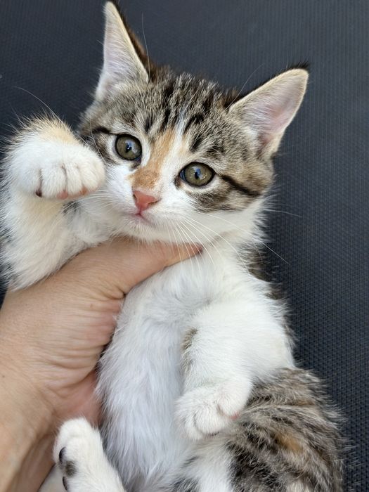 Котенок девочка от Скотиш фолд,Бесплатно,домашний, на лоток приучен