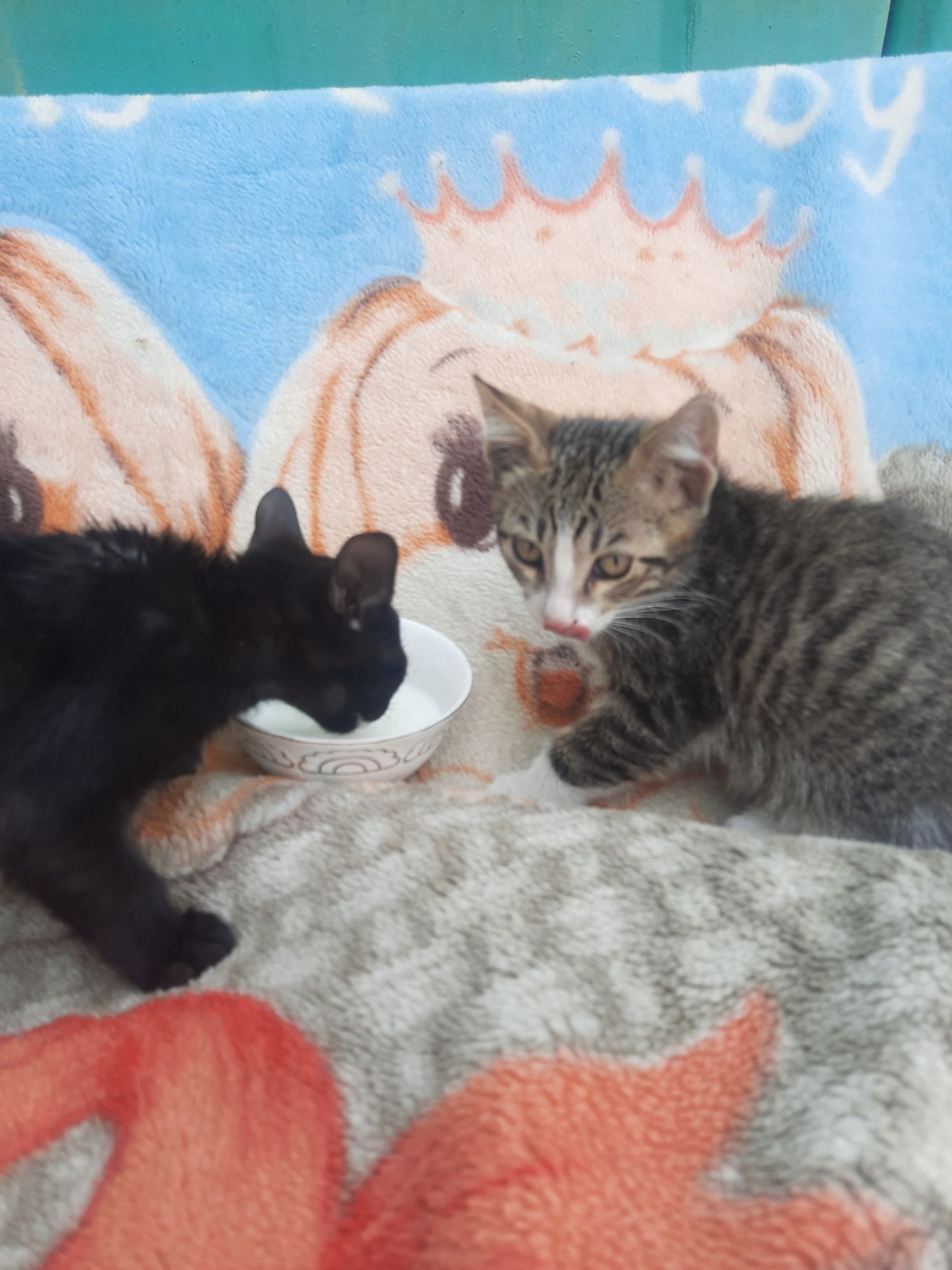 Котята Британцы Англичане  все умеют и кушать сварить