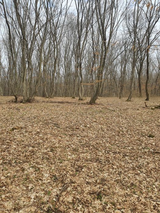 De vânzare 29,64 ha pădure Corvinești, județul Bistrița-Năsăud