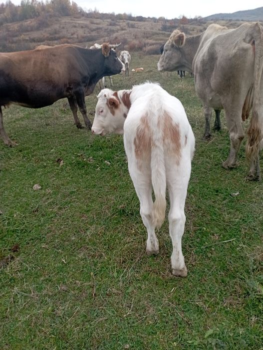 Vând 4 tăurași i și o vițică