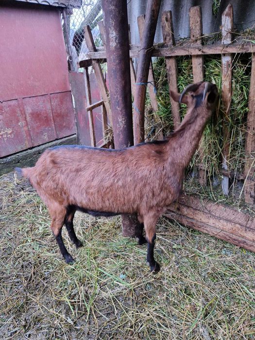 Caprita Alpina Franceza