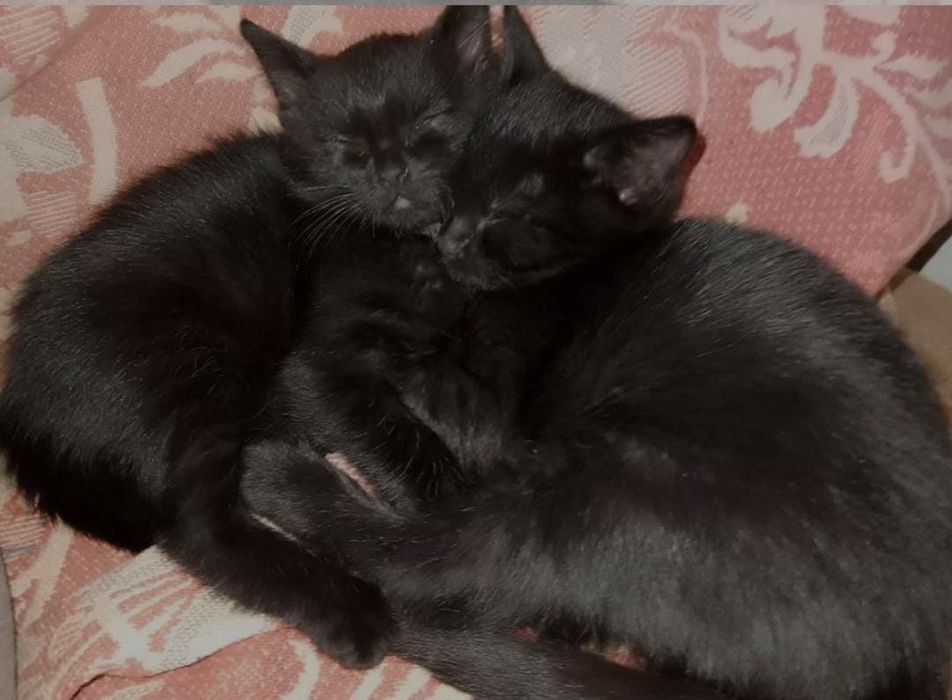 Отдам котят в хорошие руки