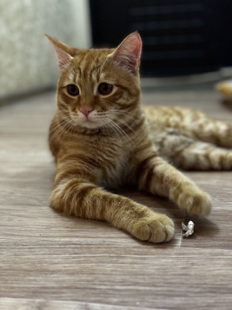 Orange cat, 1 year old