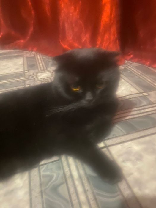 Ищем кошечку для вязки