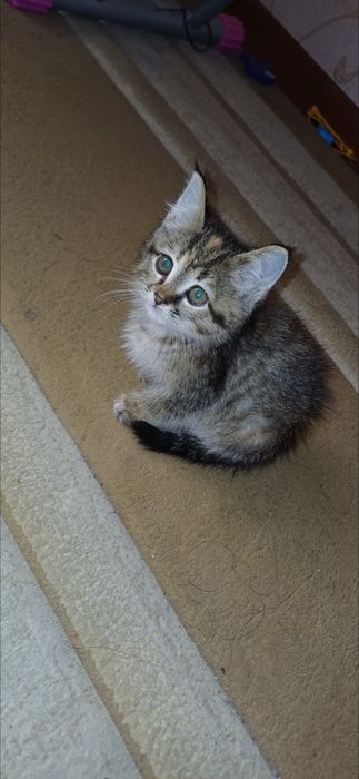 Катоник текинга бервораман йахши колларга.