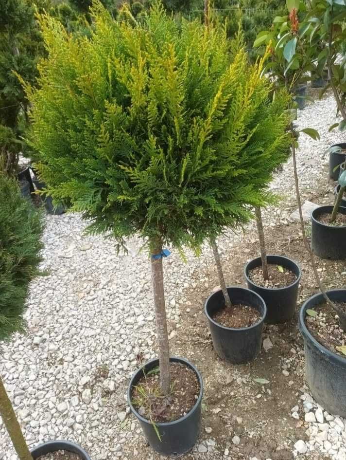 Plante Ornamentale De Calitate Superioara