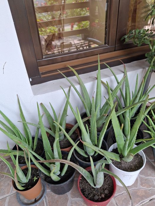 Aloe Vera original.