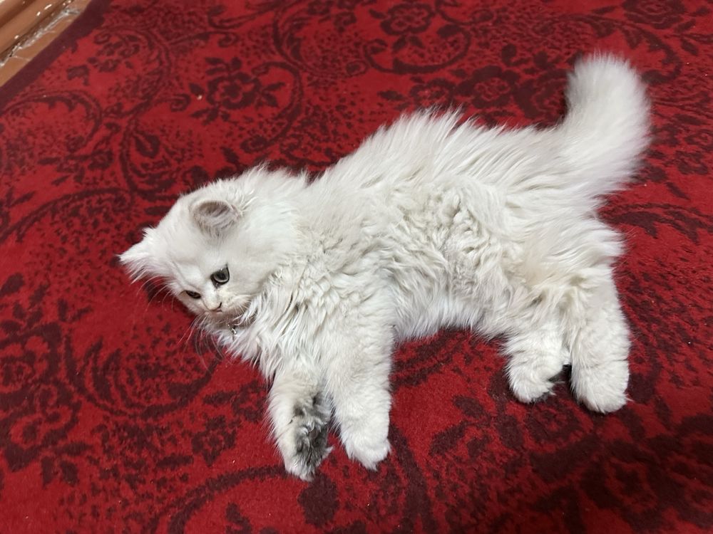 Сибириской шиншила 2 мес девочка
