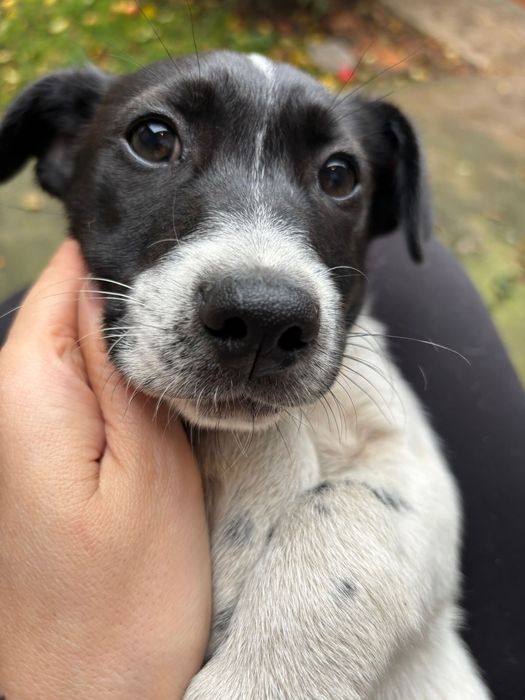 Catelus pentru adoptie in Bucuresti