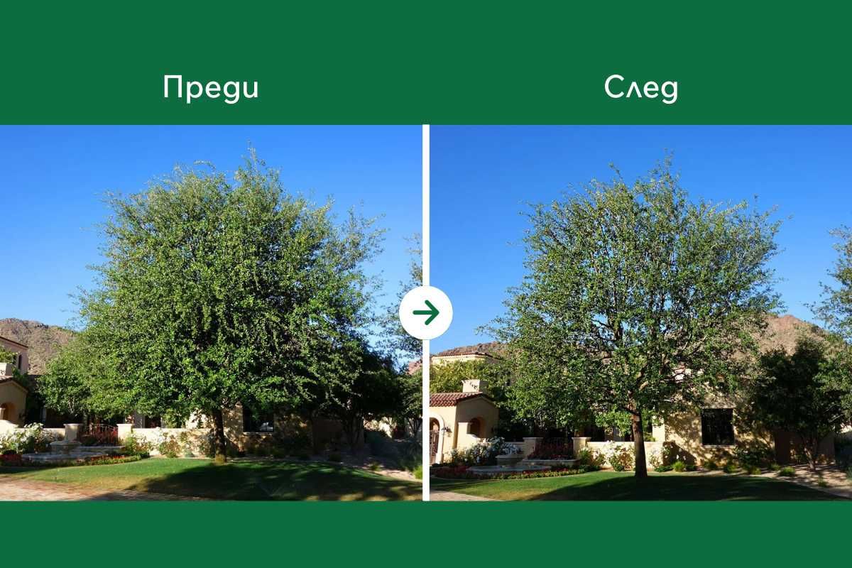 Рязане на опасни дървета и почистване не терени – Безплатен оглед