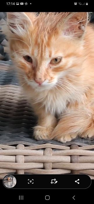 Отдам бесплатно котенок