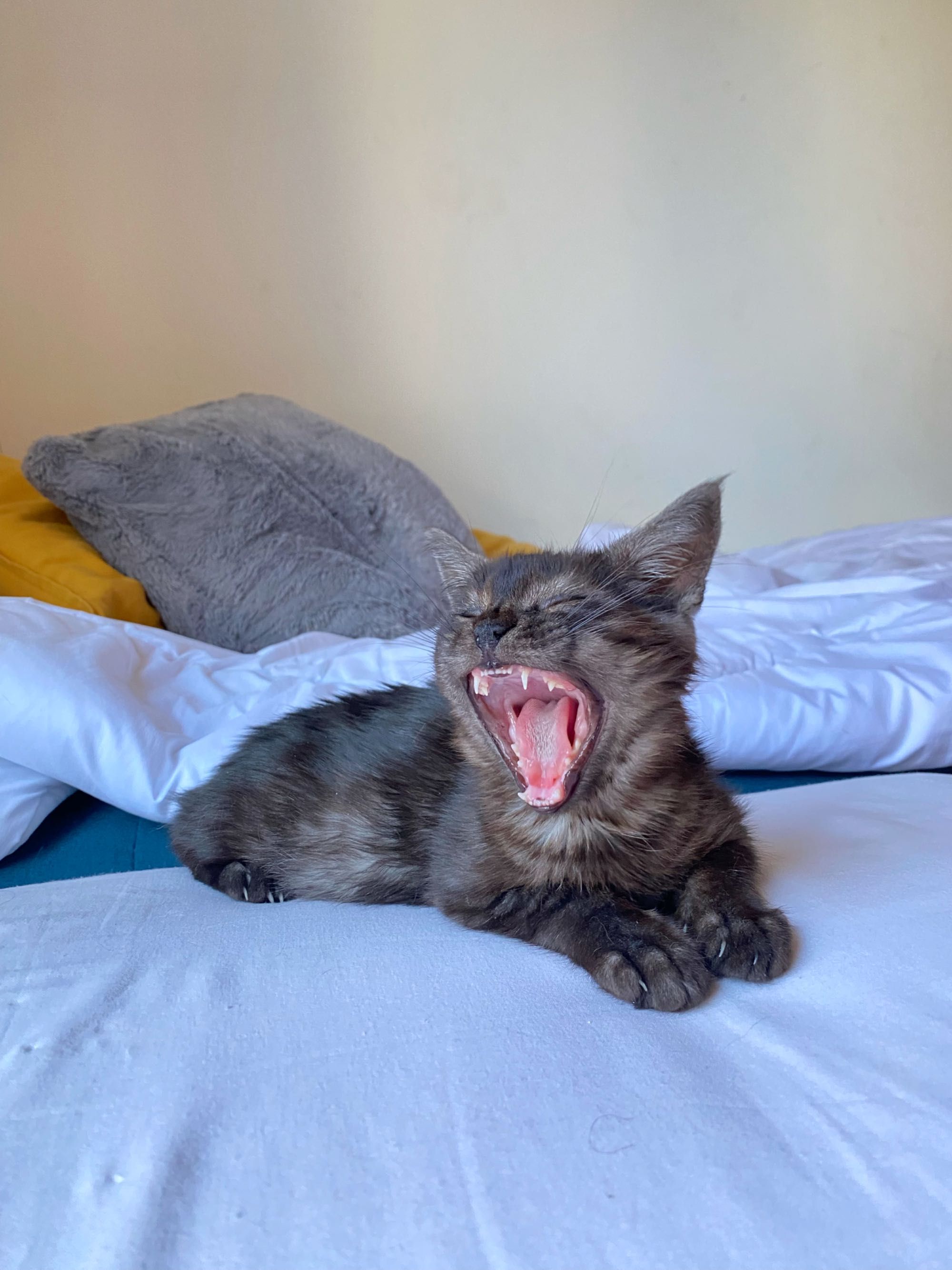 Коте  момче 2 месеца