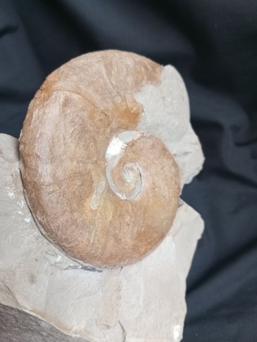 Фосил на  амонит