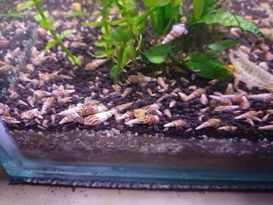 Pui ancistrus calico,melci,pleco
